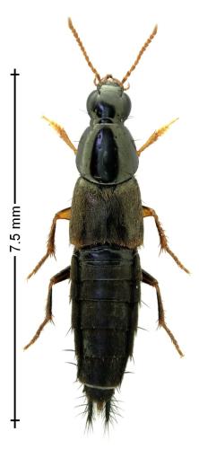 Quedius semiaeneus